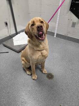 Mixed Breed Dogs Available for Adoption in Sevierville, Tennessee - Roger | PetCurious