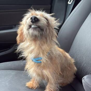 SuzyQ -  Dachshund and Mixed Breed Dog for Adoption in Kansas City, Missouri - SuzyQ | PetCurious