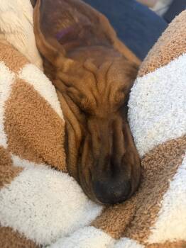 Sunday -  Coonhound and Mixed Breed Dog for Adoption in St. Petersburg, Florida - Sunday | PetCurious