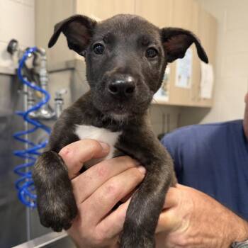 Belgian Shepherd Malinois and Pit Bull Terrier Dogs Available for Adoption in Englewood, Florida - Butters | PetCurious