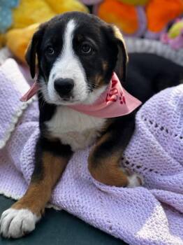 Mixed Breed Dogs Available for Adoption in Joppa, Alabama - Journey | PetCurious