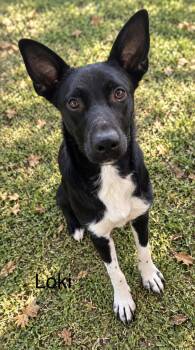 loki 1yr old AVA 9/30 -  Shepherd Dog for Adoption in Sterling, Massachusetts - Loki 1yr Old AVA 9/30 | PetCurious