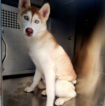 Siberian Husky Dogs Available for Adoption in Rowlett, Texas - YIM-YIMS | PetCurious