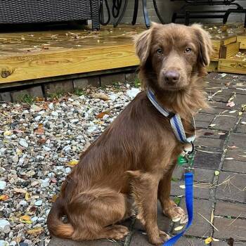 Rescue Chihuahua and Mixed Breed Dogs for Adoption in Ferndale, Michigan - C.J. | PetCurious