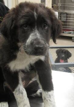 Retriever Dogs Available for Adoption in Marietta, Georgia - Bambi (505) | PetCurious