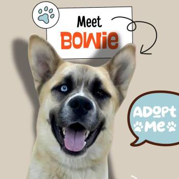 Saint Bernard and Husky Dogs Available for Adoption in Rushville, Illinois - Bowie | PetCurious