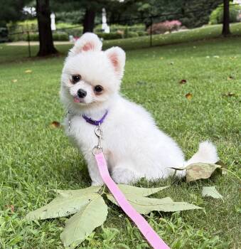 Pearly Mae -  Pomeranian Dog for Adoption in Thornwood, New York - Pearly Mae | PetCurious