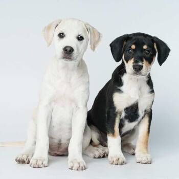 Labrador Retriever and Mixed Breed Dogs Available for Adoption in Fort Collins, Colorado - Rosie | PetCurious