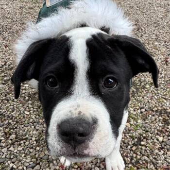 Pit Bull Terrier Dogs Available for Adoption in Northbrook, Illinois - Lightning | PetCurious