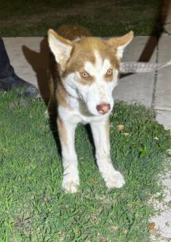 Husky Dogs Available for Adoption in San Antonio, Texas - GENERAL | PetCurious