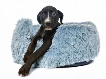 CARTER -  Labrador Retriever and Mixed Breed Dog for Adoption in Fort Lauderdale, Florida - CARTER | PetCurious