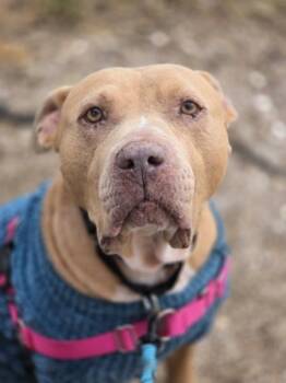 Pit Bull Terrier Dogs Available for Adoption - Ellie | PetCurious
