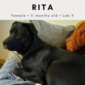 Rita -  Black Labrador Retriever Dog for Adoption in Tucson, Arizona - Rita | PetCurious