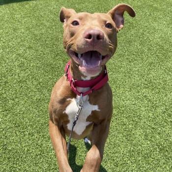 Rescue Mixed Breed Dogs for Adoption in Pittsburgh, Pennsylvania - Teoro | PetCurious