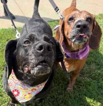Shadow -  Hound and Mixed Breed Dog for Adoption in Merriam, Kansas - Shadow | PetCurious