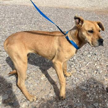 Mixed Breed Dogs Available for Adoption - Anette | PetCurious