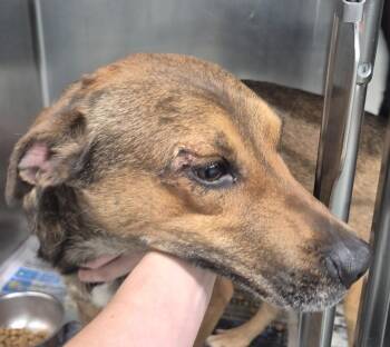 Hound Dogs Available for Adoption in Findlay, Ohio - Bo | PetCurious