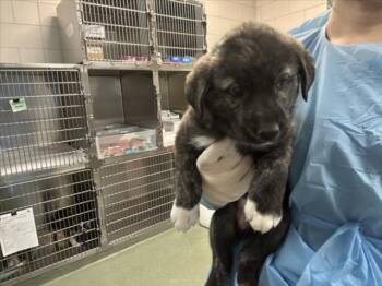 Mixed Breed Dogs Available for Adoption in Santa Fe, New Mexico - VADA | PetCurious