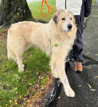 Mixed Breed Dogs Available for Adoption in Morristown, New Jersey - Sir Slobbersworth | PetCurious