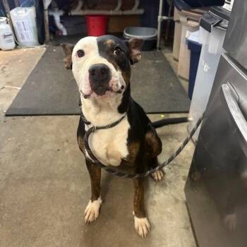 Goat -  Pit Bull Terrier Dog for Adoption in Enterprise, Alabama - Goat | PetCurious