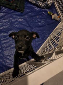Holly -  Terrier Dog for Adoption in Colorado Springs, Colorado - Holly | PetCurious
