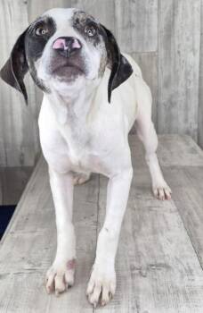 Joleen -  Hound and Mixed Breed Dog for Adoption in Shreveport, Louisiana - Joleen | PetCurious