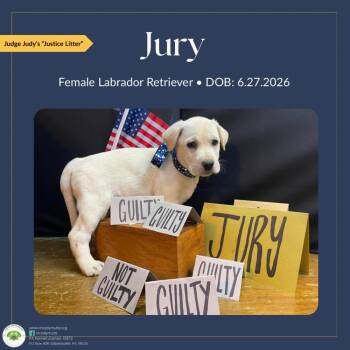 Jury -  Labrador Retriever Dog for Adoption in Pottstown, Pennsylvania - Jury | PetCurious
