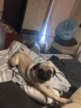 Dug -  Pug Dog for Adoption in East Greenville, Pennsylvania - Dug | PetCurious