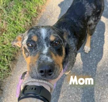 Babe Winona -  Catahoula Leopard Dog Dog for Adoption in Washington, District Of Columbia - Babe Winona | PetCurious