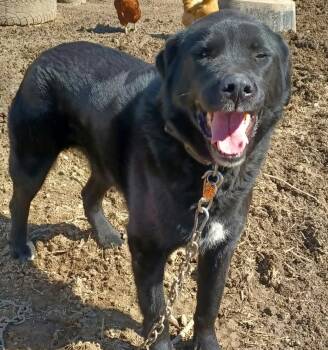 Lucy -  Great Pyrenees and Black Labrador Retriever Dog for Adoption in Cleveland, Ohio - Lucy | PetCurious