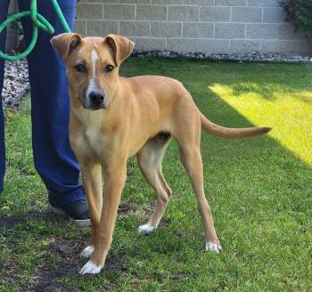 Poppy -  Mixed Breed Dog for Adoption in Portage, Wisconsin - Poppy | PetCurious