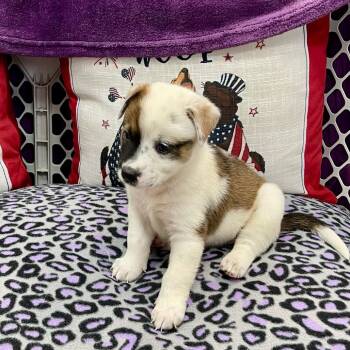 Rescue Mixed Breed Dogs for Adoption in Dallas, Texas - Phoebe | PetCurious