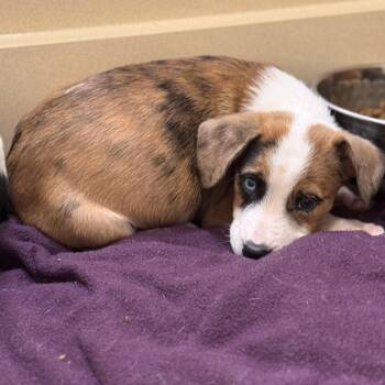 Cindy -  Retriever Dog for Adoption in Pawleys Island, South Carolina - Cindy | PetCurious