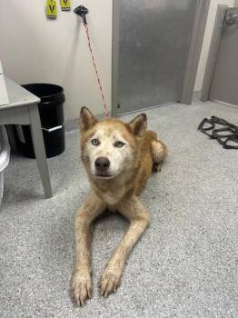 Siberian Husky and Mixed Breed Dogs Available for Adoption in Pasadena, Texas - A185211 | PetCurious