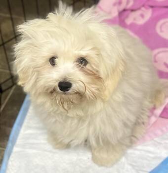 Maltipoo Dogs Available for Adoption - Eli | PetCurious