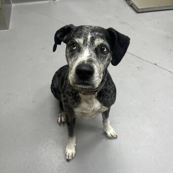 Mixed Breed Dogs Available for Adoption in Columbus, Georgia - 05/03/2026-Stray-CardenDr | PetCurious
