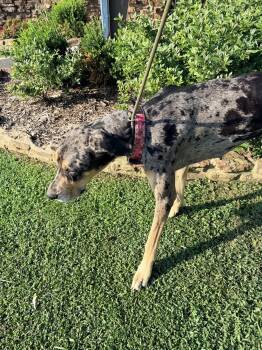 Willow -  Great Dane Dog for Adoption in Zimmerman, Minnesota - Willow | PetCurious