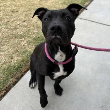 Pit Bull Terrier Dogs Available for Adoption in Camarillo, California - BEANS | PetCurious