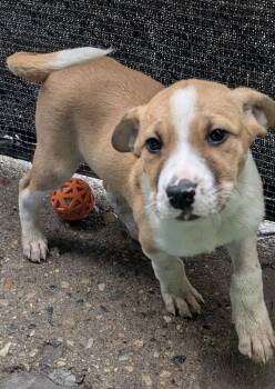 Mixed Breed Dogs Available for Adoption in Warren, Michigan - Duncan Hines | PetCurious