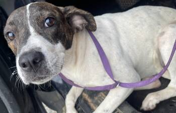 Rescue Pointer Dogs for Adoption in Troy, Alabama - Beatrix | PetCurious