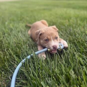 Georgie (GTP1) -  Mixed Breed Dog for Adoption in Edwardsville, Illinois - Georgie (GTP1) | PetCurious