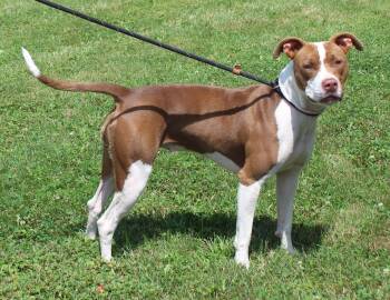 Jewels (12083) -  Pit Bull Terrier Dog for Adoption in Heath, Ohio - Jewels (12083) | PetCurious