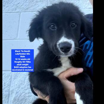 Black Tie Bandit -  Black Labrador Retriever and Golden Retriever Dog for Adoption in Oviedo, Florida - Black Tie Bandit | PetCurious