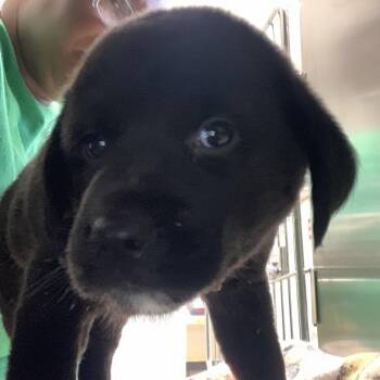 Labrador Retriever Dogs Available for Adoption in Starkville, Mississippi - Mira | PetCurious