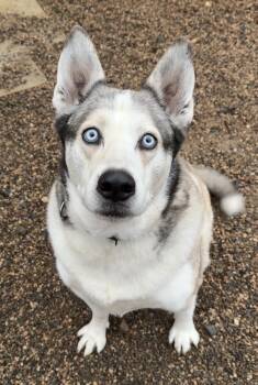 Rescue Husky Dogs for Adoption in Bemidji, Minnesota - Bohdi | PetCurious