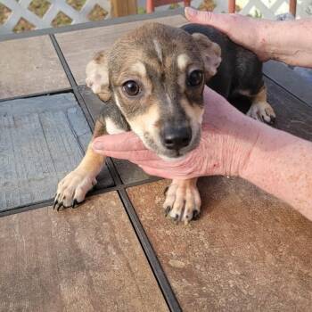Dachshund Dogs Available for Adoption - Francie | PetCurious