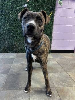 Rescue Mixed Breed Dogs for Adoption in El Paso, Texas - 59838702 | PetCurious