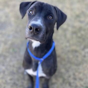 Labrador Retriever and Black Labrador Retriever Dogs Available for Adoption - Yule | PetCurious