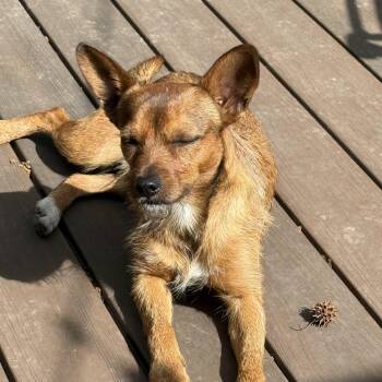 Terrier Dogs Available for Adoption - Hamilton | PetCurious