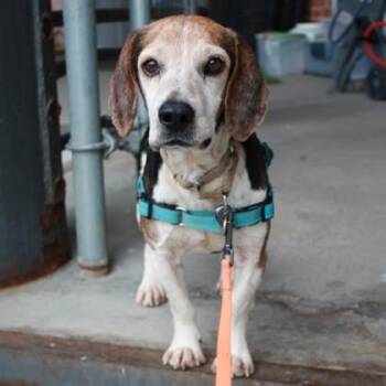 Beagle and Mixed Breed Dogs Available for Adoption in Richmond, Virginia - Guinness | PetCurious